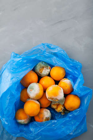 Rotting tangerines with mold in blue plastic bag, top view. Improper food storage. Concept - reduction of organic waste.の写真素材