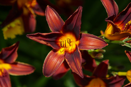 Tiger lily flower, close-up. Beautiful bouquet, top view, selective focus.の写真素材