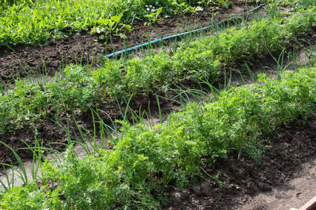 Growing greens, lettuce and vegetables. Long furrows with seedlings. Home garden.