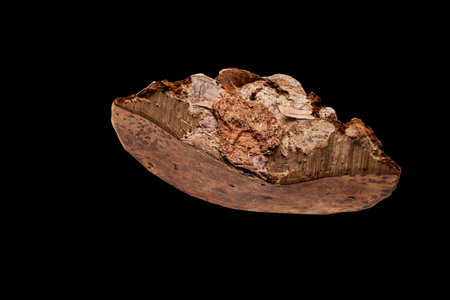 Structure of birch chaga mushroom on cut. Fomes fomentarius or tinder fungus used for medicinal...