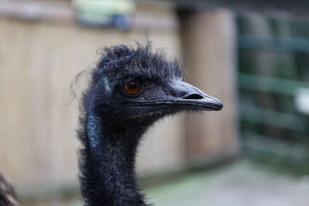Funny portrait or head of black ostrich. Close-up, selective focus.