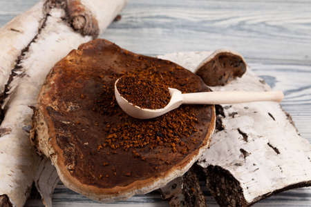 Dry Chaga tea powder in wooden spoon lies on atural birch mushroom next to the birch bark. Close-up,...