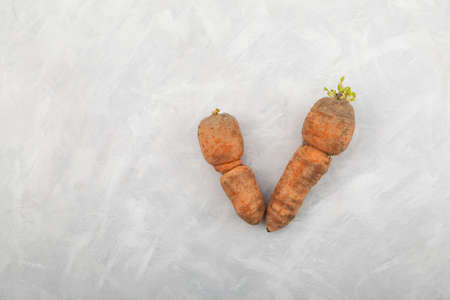 Two ugly carrots on gray background. Expired unused food items. Concept - reduction of organic...