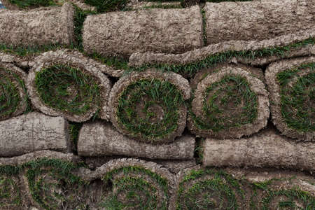 Rolls of turf or natural rolled lawn stacked in pile. Material for landscaping of territory, close-up.の写真素材
