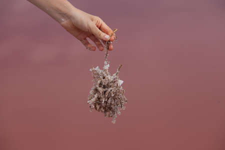 Branch that fell into a pink salt lake was overgrown with large crystals of pink salt, which is used...