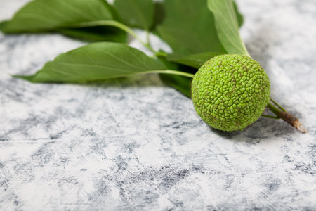 Fruit maclura pomifera (Adam's apple, osage orange, horse apple), close-up, copy space. Maclura used...