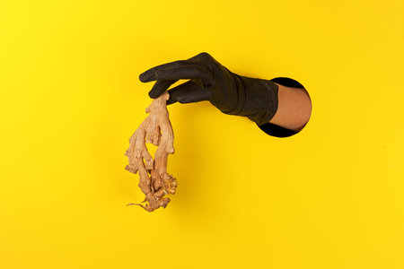 Black-gloved hand offers dried ginger root through hole in yellow background.の写真素材