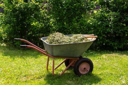 Wheelbarrow with grass and leaves. Gardening. Planting care. Seasonal trimming of trees, bushes and other perennial plants.の写真素材