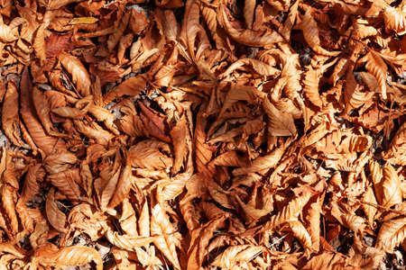 Bright autumn carpet of fallen leaves. Dry foliage in the rays of sunlight on surface of earth.