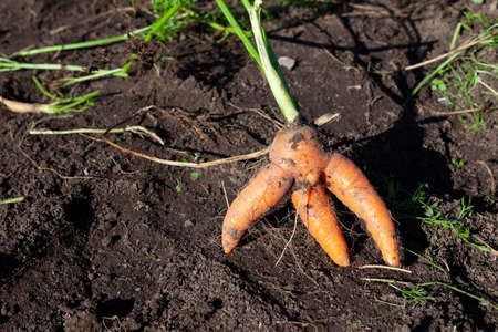 Ugly fused carrots in the garden bed. Ugly crooked vegetable, suitable for eating. Reduction of food organic waste.の写真素材