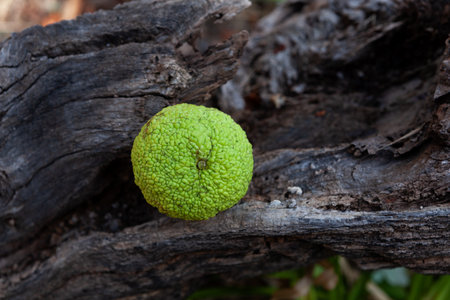 Maclura pomifera fruit, close-up, selective focus. Maclura fruit or Adam's apple used in alternative...