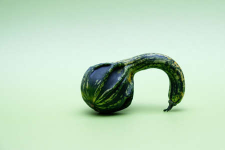 Strange decorative pumpkin on green background. Ugly vegetables are edible. Reduce organic food waste. Selective focus, copy space.の写真素材