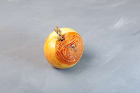 Rotten spoiled apple on gray background. Ugly moldy fruit, selective focus. Improper food storage....