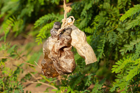 Dirty used disposable bottles are thrown away in nature, environmental pollution. Excessive use of plastic for packaging and drinks.の写真素材