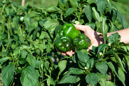 Unripe ugly green pepper on branch affected by late blight or phytophthora. Close-up, selective focus. Diseases of nightshade plants.の写真素材