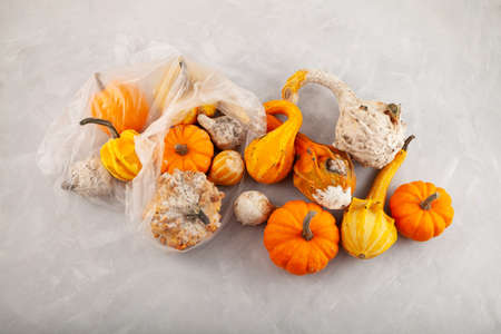 Rotten spoiled pumpkins in plastic bag on textured gray background. Ugly moldy vegetables. Improper...