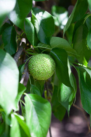 Maclura pomifera fruit or Adam's apple growing on tree. Mulberry family (Moraceae) used in...