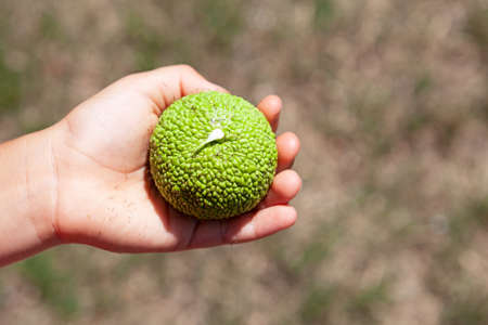 Maclura pomifera fruit or Adam's apple in baby hand. Mulberry family (Moraceae) used in alternative...