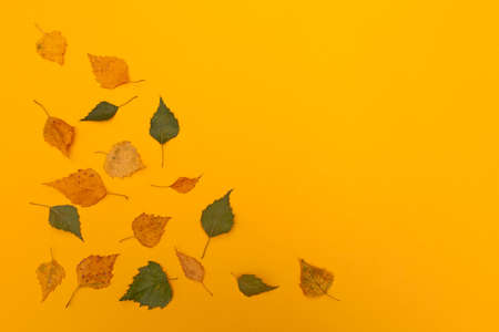 Fallen autumn leaves on an orange surface, top view. Design element, copy space.の写真素材