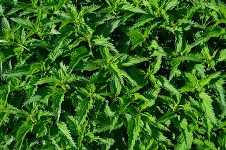 Nettle leaves, top view. Bushes of stinging nettles. botanical pattern. Greenery common nettle. alternative medicine plant.の写真素材
