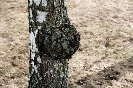 Chaga birch mushroom growing on a tree trunk. Dried Inonotus Obliquus is strong antioxidant, boosts...