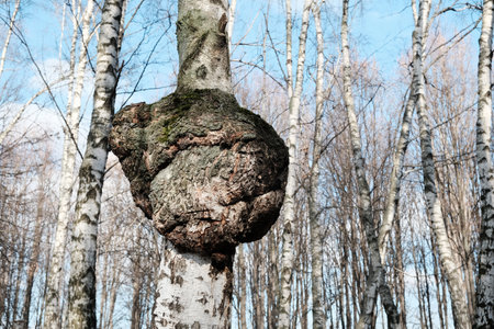 Inonotus obliquus or Chaga mushroom on trunk birch tree. It is also known as the clinker polypore, cinder conk, black mass and birch canker polypore.の写真素材