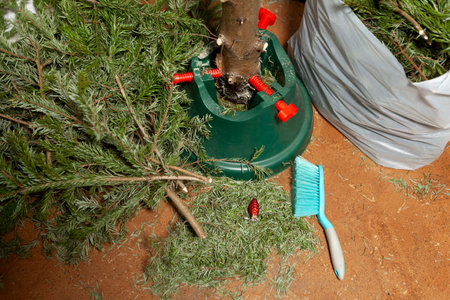 Cleaning after Christmas and New Year celebrations. Dismantling of natural Christmas tree, sweeping up crumbled needles. Garbage in the house after holiday.の写真素材