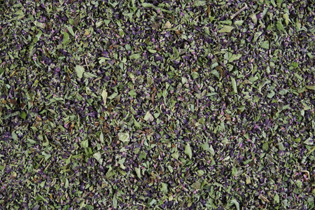 Fragrant spicy seasoning is used in cooking, alternative medicine and as an additive in herbal tea.の写真素材