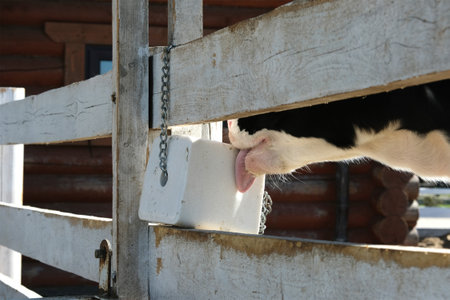 Cow licks the salt. Large block of mineral salt is suspended in a pen for a balanced diet of cattle.の写真素材