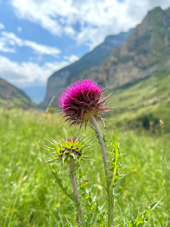 Uncultivated Milk thistle or Silybum marianum grows on mountain slope. Selective focus. Medicinal plant used in alternative medicine. Silybum marianum considered an invasive weed.の写真素材