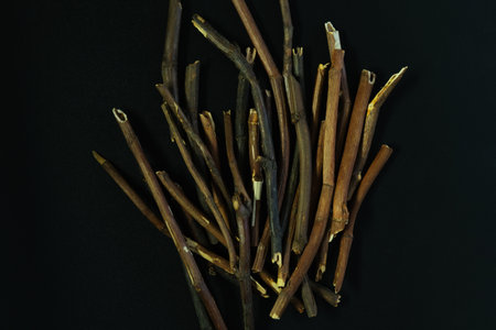 Dried root of a sabelnik or Comarum palustre on dark background. Marsh Cinquefoil used in alternative medicine. Chinese herbal medicine. Alternative therapy.の写真素材