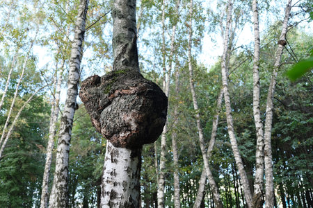 Chaga birch mushroom growing on a tree trunk. Dried Inonotus Obliquus is a strong antioxidant, boosts immune system. Fungus, Sterile conk trunk rot of birch, charcoal-like mass.の写真素材