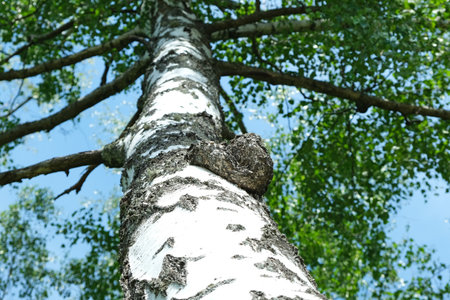 Birch mushroom Chaga growing high on a tree, selective focus. Inonotus obliquus. It is also known as the clinker polypore, cinder conk, black mass and birch canker polypore.の写真素材