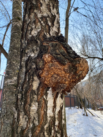 Large birch fungus Chaga parasitizes on trunk of tree. Inonotus obliquus or Chaga mushroom. Birch...
