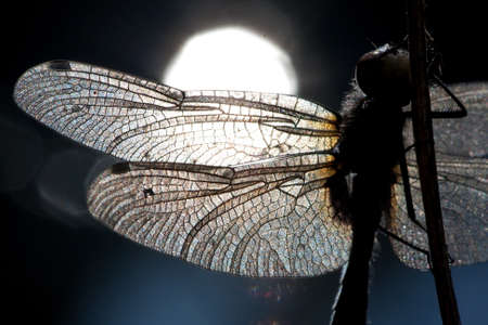 dragonflyの写真素材