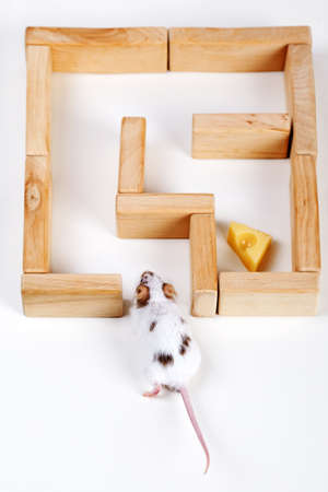smart mouse in maze looking for cheeseの写真素材
