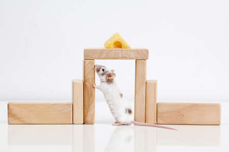 white mouse and houseの写真素材
