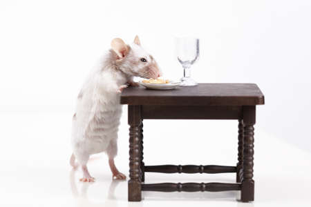 Mouse dines at the tableの写真素材