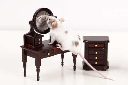 funny mouse and its reflection in mirrorの写真素材