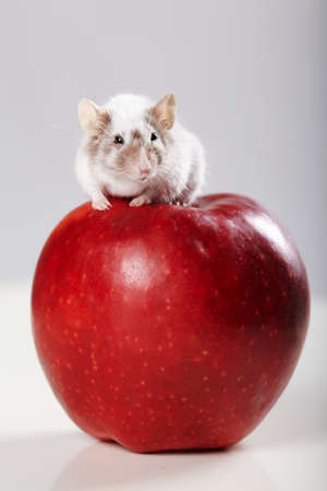 little funny mouse on big red appleの写真素材