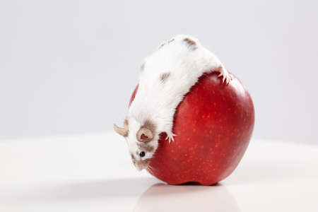 little funny mouse on big red appleの写真素材