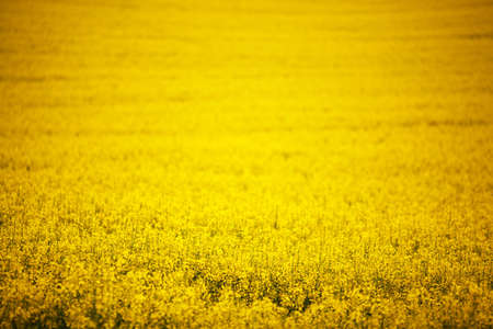 rape fieldの写真素材