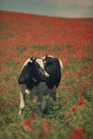 Green field with cows in summerの写真素材