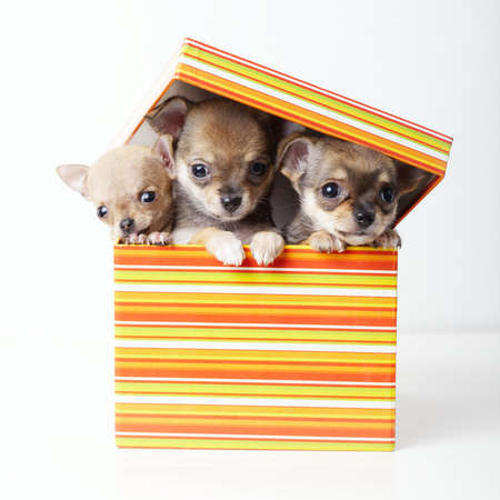 photo of cute puppies chihuahua in boxの写真素材