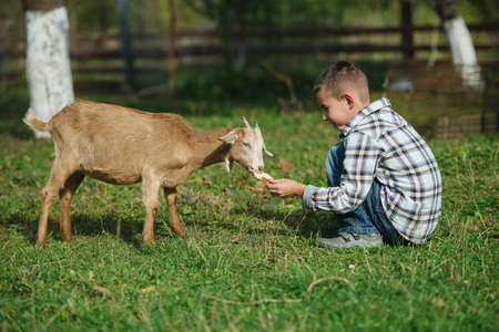 cute little boy feeding goat in the gardenの写真素材