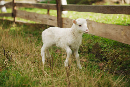 cute little lamb on grass in the paddockの写真素材