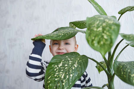 photo of little boy and flower at homeの写真素材