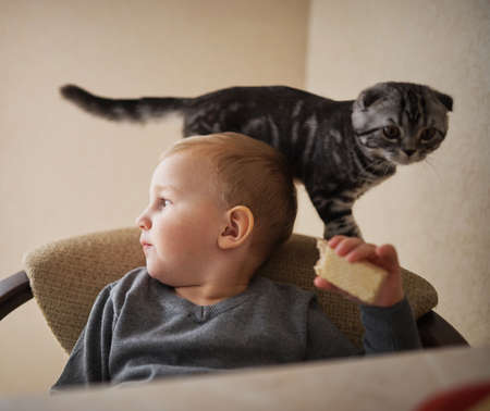 little funny boy shares food with catの写真素材