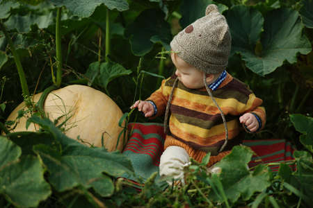 photo of little cute boy with the harvestの写真素材