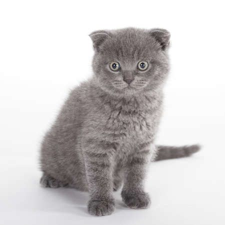 photo of beautiful kitten isolated on white backgroundの写真素材